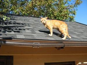 What roofing material should I use?